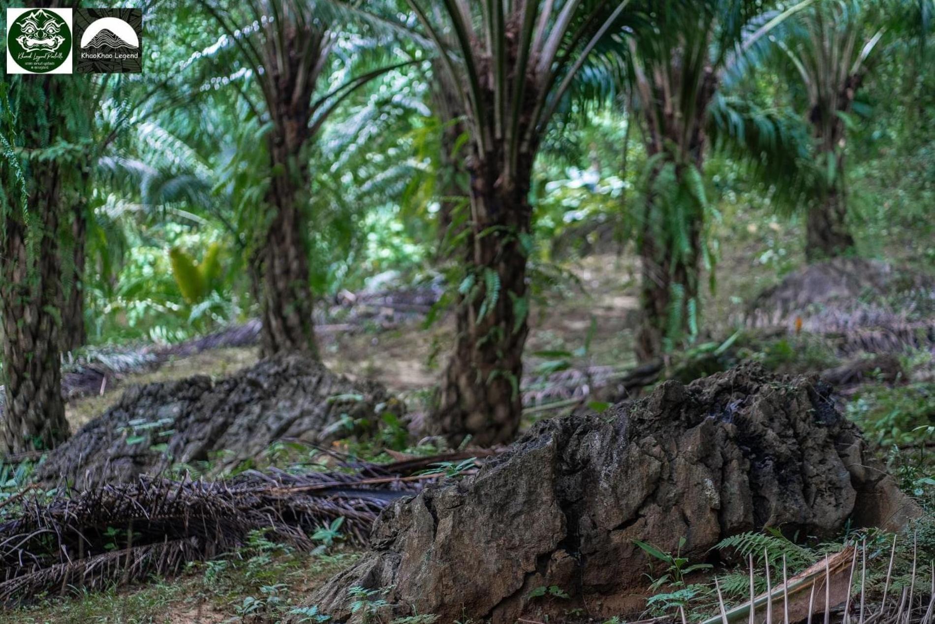 Khaosok Legend Villa Khao Sok National Park Luaran gambar